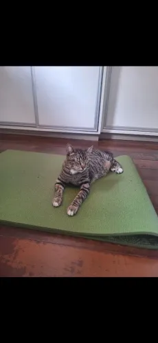 Gato Félix para adoção (necessário entrevista com o possível dono)