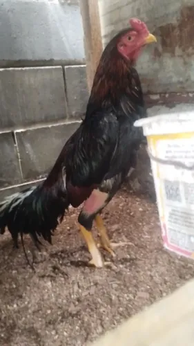 Vende se 1 galo índio puro