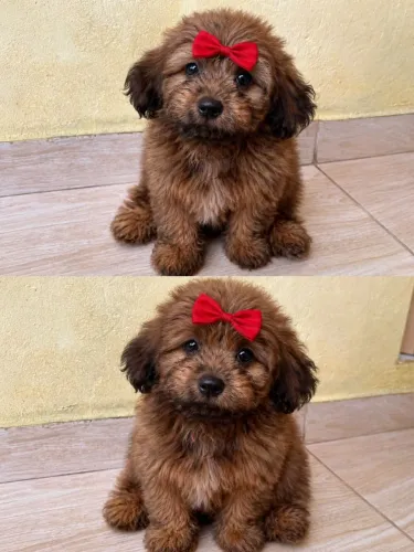 Filhote de Lhasa Apso 