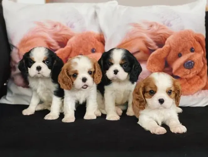 Cavalier King Charles Machos e Femeas 