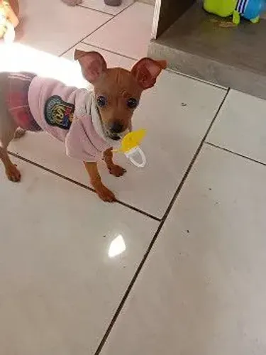 Pincher femia