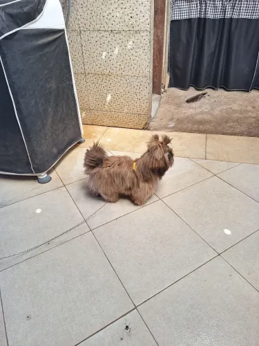 Chitzu