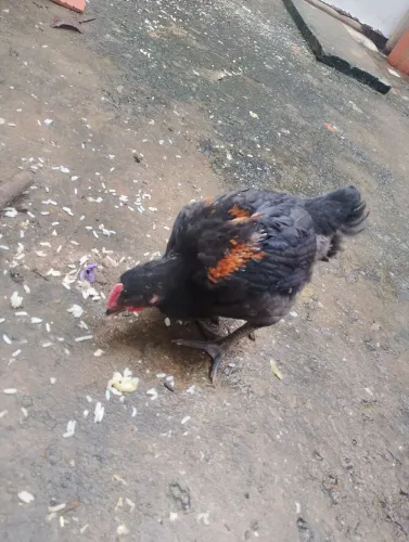 Pintinho galinha caipira