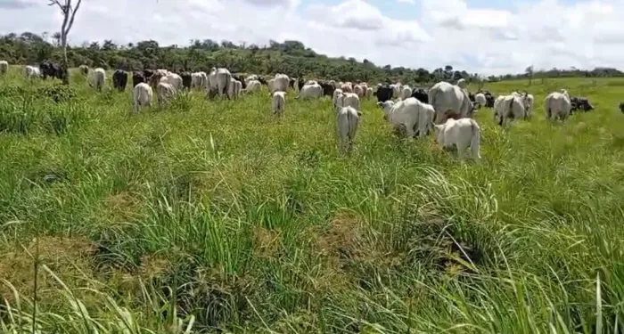 Novilhas Nelore à Venda 