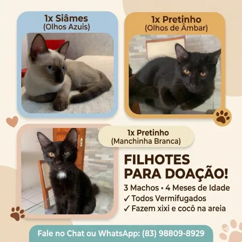 Doação de gatinhos