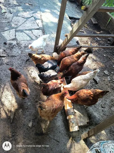 Vende-se lote de galinhas