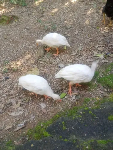 7 angolinhas 