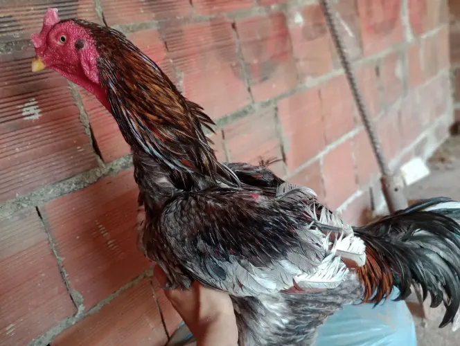 Vendo este galo por 350