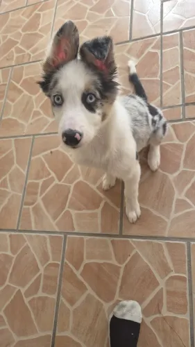  Filhote de Border collie blue merle tricolor de 3 meses