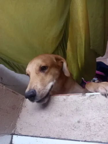 Doa,se esse lindo casal de cachorros 