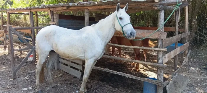 Cavalo (pego catira )