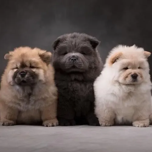 Chow Chow "Elegância é natural."