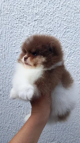 Spitz alemão/ Lulu da pomerania 