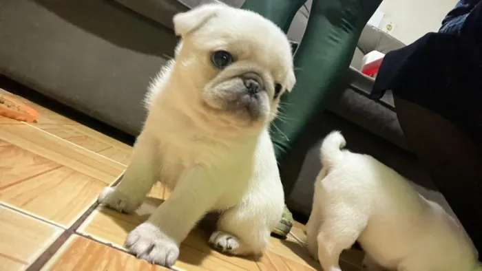 Vendo filhotes de Pug Albino