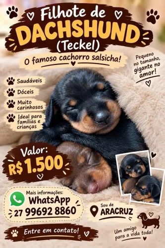 Dachshund
