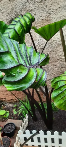 Colocasia Pharaoh's Mask uma muda