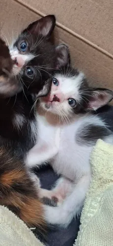 Gatinho frajola 1 mês e meio
