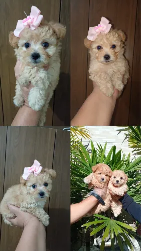 Poodle