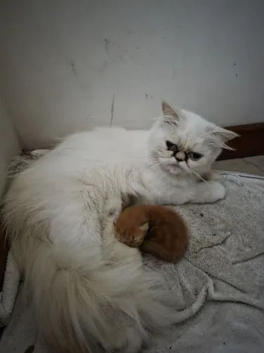Gatos Persas.
