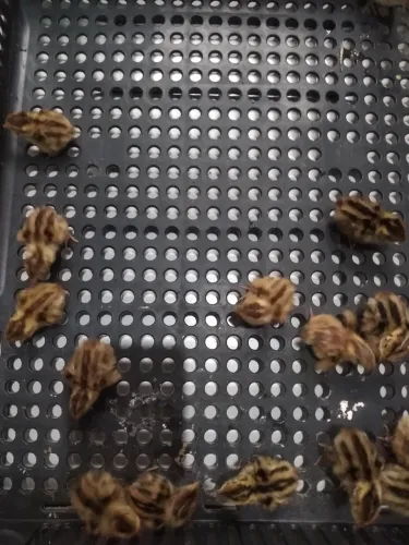 15 filhotes de codorna 