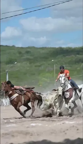 Cavalo de esteira