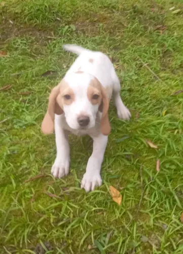 Beagle machinhos com todas vacinas