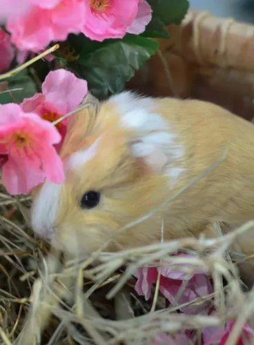 Porquinho da índia Sheltie e Coronet e peruanos filhotes