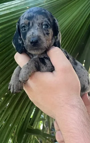 Dachshund pronto para novos momentos felizes