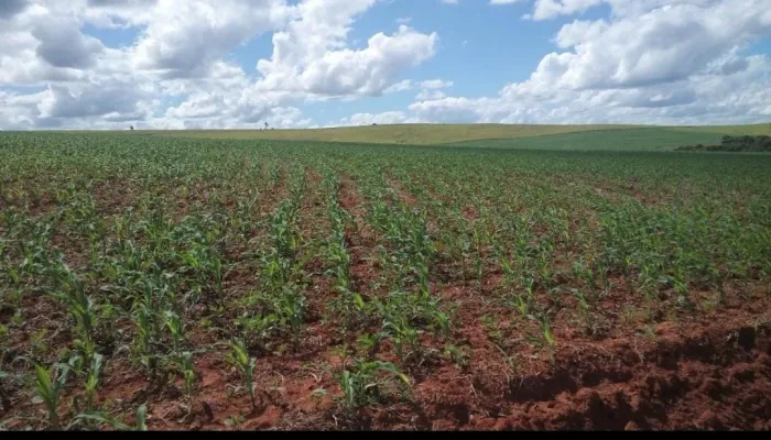 Fazenda 152 Alqueires, Boa de Água com Riachos e Poços Naturais, 110 Alqueires em Área Pla