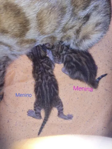 Gato bengal