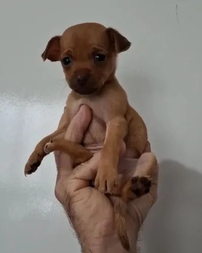 Filhote disponível com pedigree 