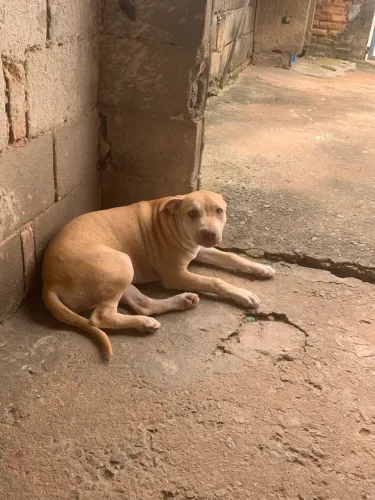 Doa-se 2 pitbull super dóceis a marrom escura tem 6 meses e a clara tem 5 meses