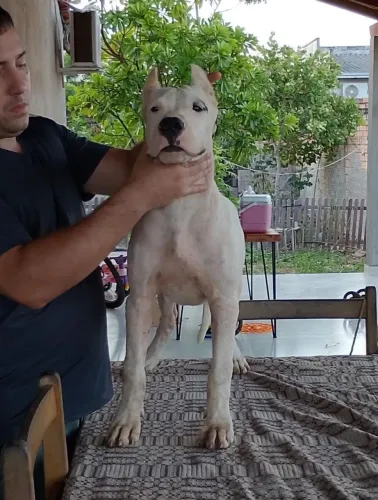 Dogo Argentino fêmea 4 meses
