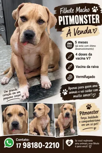 Filhote macho de Pitmonster com 5 meses