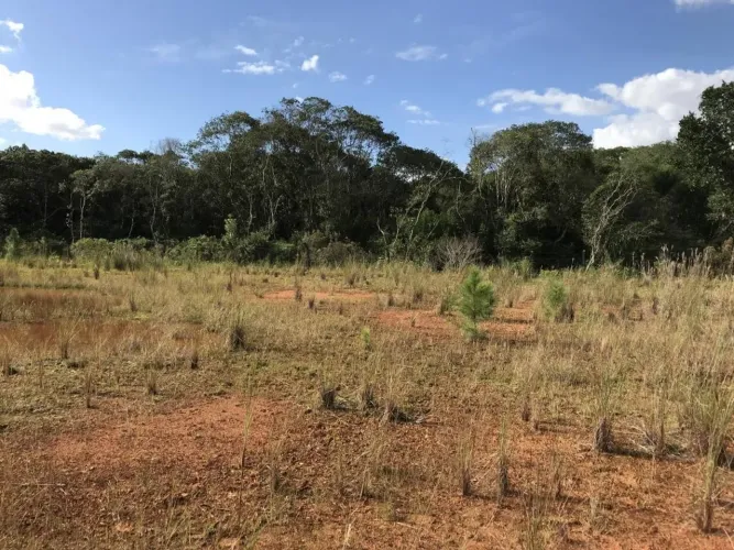 TERRENO no PORTO GRANDE com 0 quartos para VENDA, 15000 m²