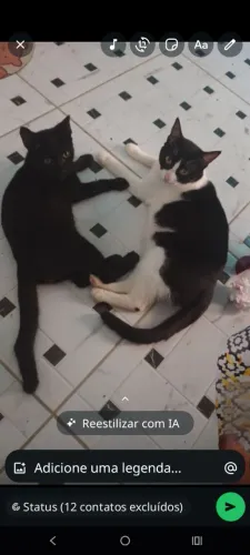 Doação de casal de gatos