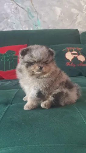Venda de filhotes spitz alemão.