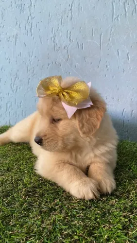 Golden filhote disponível