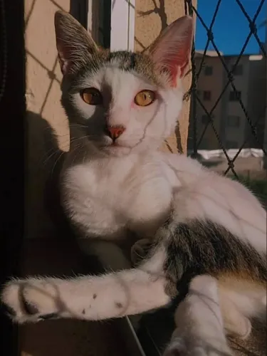 Gata fêmea para adoção