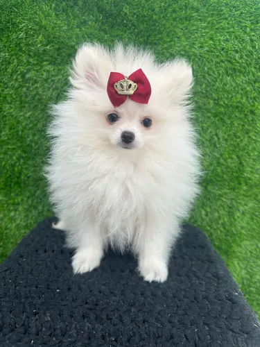 Spitz fêmea Ana