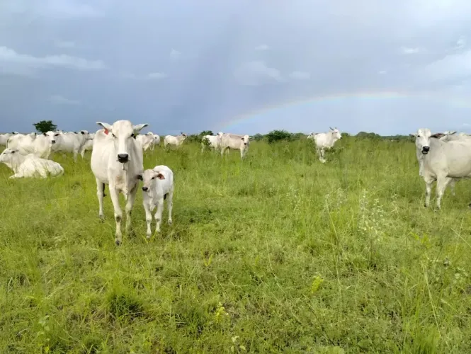 Fazenda 1.200 hectares Potengi Natal RN área para investimento
