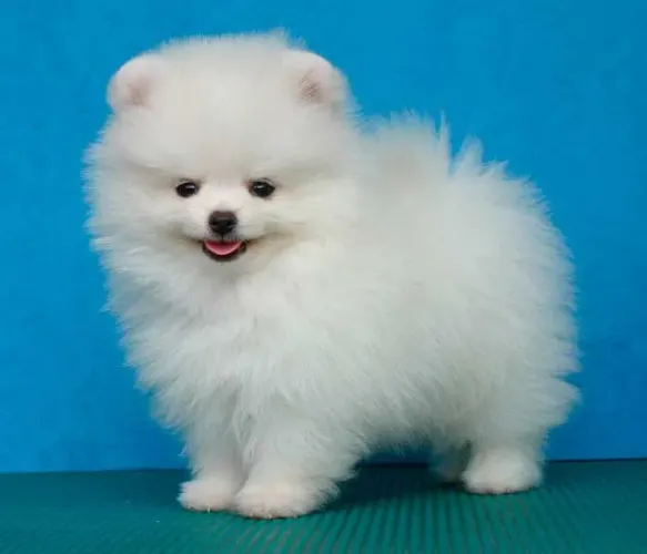 Lindos filhotes de Spitz Alemão anão/Lulu-da-pomerânia