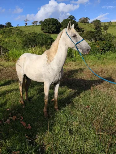 Cavalo baxeiro