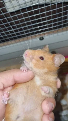 Hamster fêmea para adoção responsável