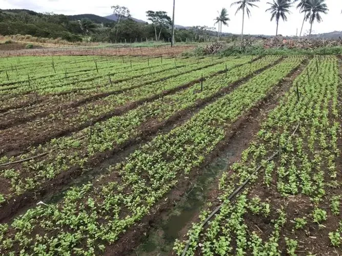 Sítio/Chácara para venda com 50000 metros quadrados em Zona Rural - Glória do Goitá - PE