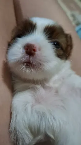 Cachorrinha