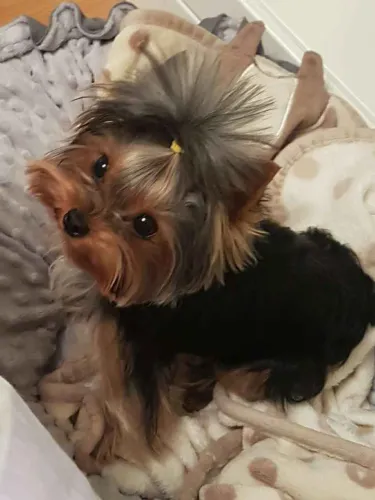 Filhote Yorkshire Terrier, Seu coração está pronto para esse amor incondicional?