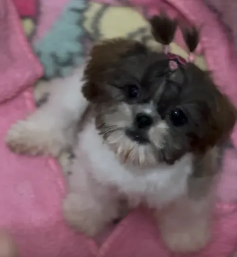 Shihtzu mini