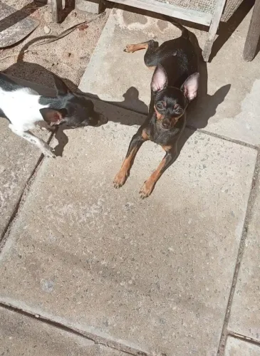 Filhotes Pinscher número 1