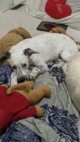 Cachorro dócil